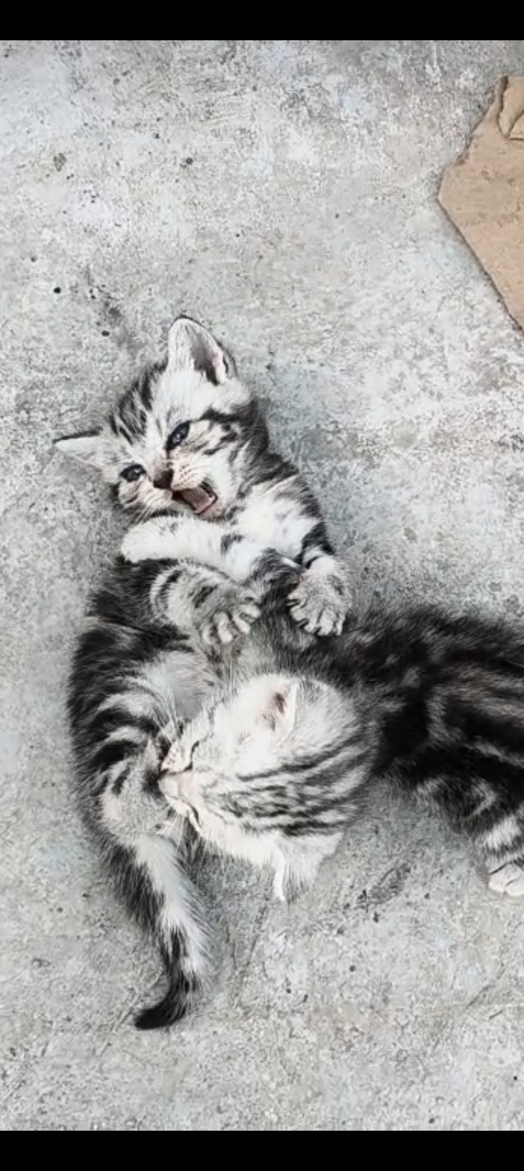 美短虎斑猫猫，纹路清晰，萌萌可爱